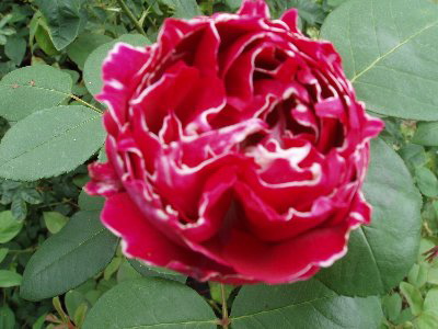 Baron Girod De L'ain (Rose)