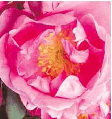 Baroque Floorshow (Rose)