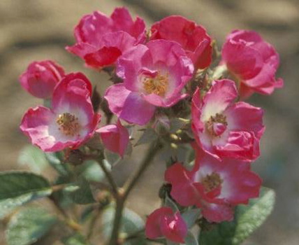 Bashful (Rose)