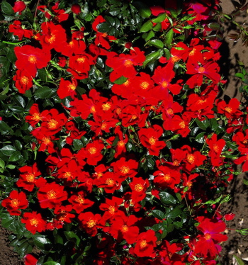 Beaulieu (Rose)