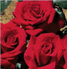 Beautiful Britain (Rose)