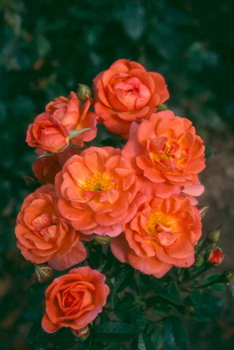 Beautiful Rose Flower Images. Beautiful Sunrise (Rose)