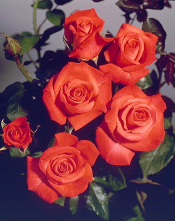 Beauty Star (Rose)