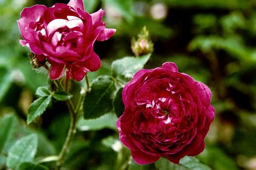 Belle De Crecy (Rose)
