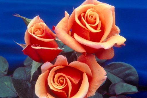 Belle Epoque (Rose)