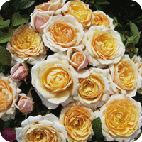 Belle Of The Ball (Rose)