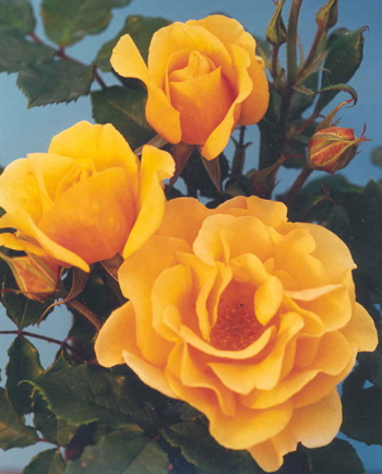 Benita (Rose)