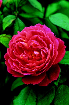 Benjamin Britten (Rose)