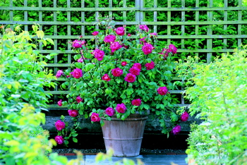 Benjamin Britten (Rose)