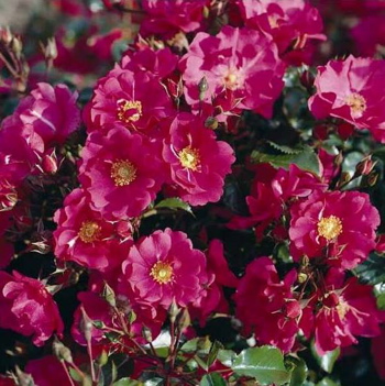 Berkshire (Rose)