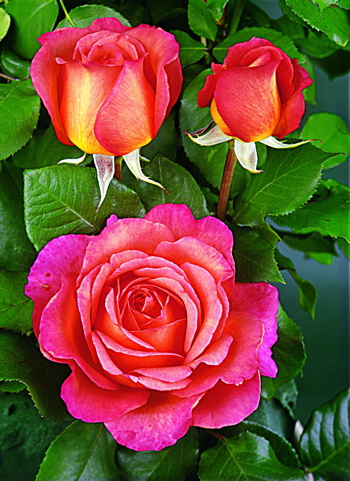 Beryl Joyce (Rose)