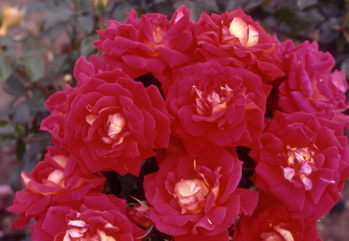 Best Wishes Pictures