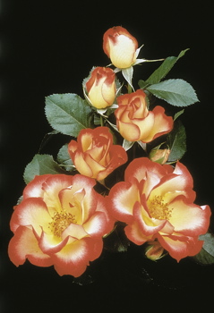 Betty Boop (Rose)
