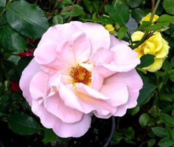 Betty Driver (Rose)