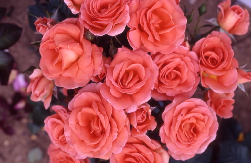 Betty Harkness (Rose)