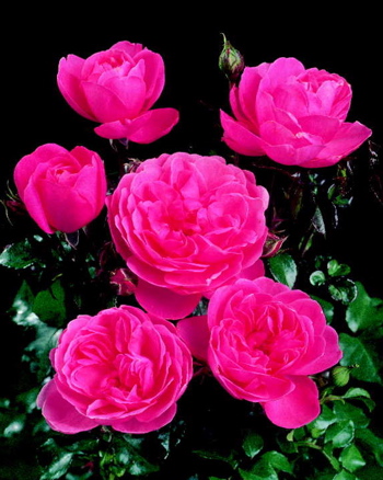 Bewitched (Rose)