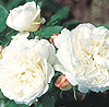 Bianco (Rose)