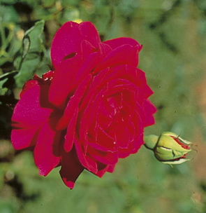 Big Purple (Rose)