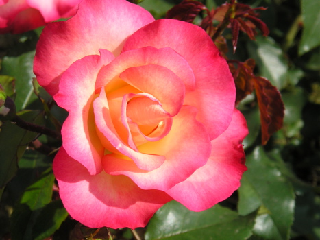 Birthday Girl (Rose)