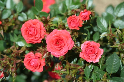 Rose Birthday Wishes