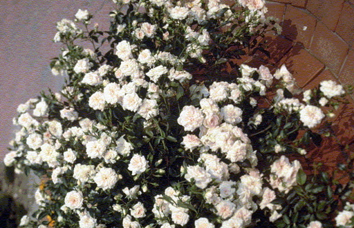 Blenheim (Rose)
