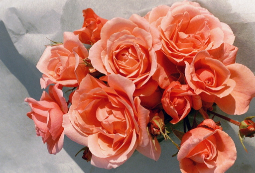 Blessings (Rose)