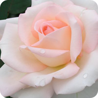 Bloom Of Ruth (Rose)