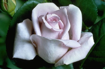 Blue Moon (Rose)