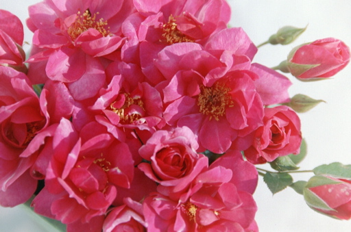 Blue Peter (Rose)