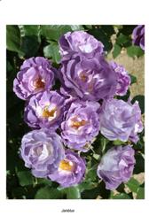 Blue For You (Rose)