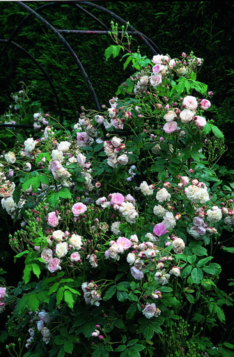 Blush Noisette (Rose)