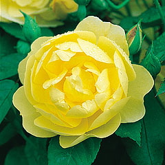 Blythe Spirit (Rose)
