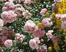 Bonica® (Rose)