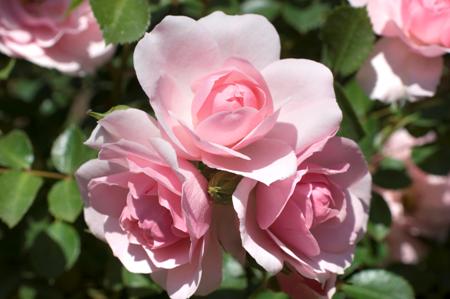 Bonica® (Rose)