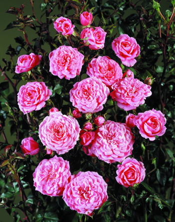 Boogie Woogie (Rose)