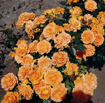 Bowled Over (Rose)