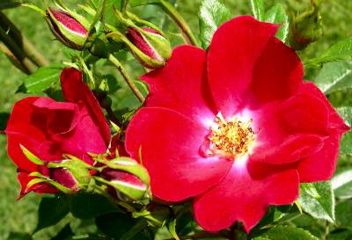 Boys Brigade (Rose)