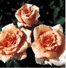 Breath Of Life (Rose)