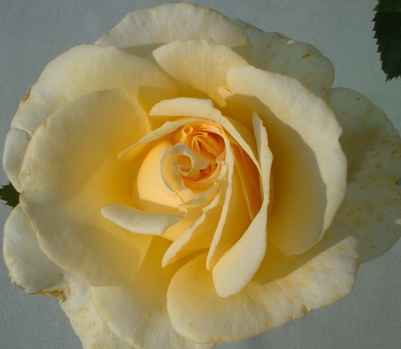 Breathtaking (Rose)