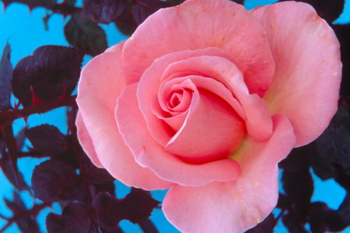 Bride (Rose)