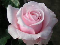 Bride And Groom (Rose)