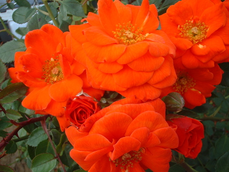 Bright Day (Rose)