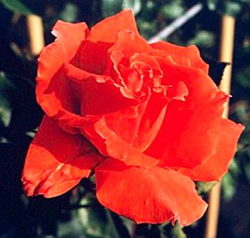 Bright Fire (Rose)