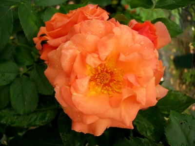 Bright Future (Rose)