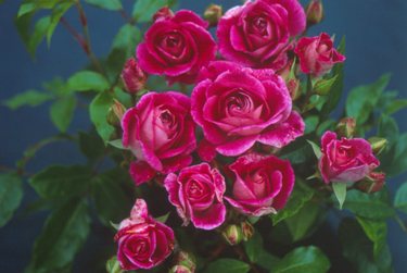 Brilliant Pink Iceberg (Rose)