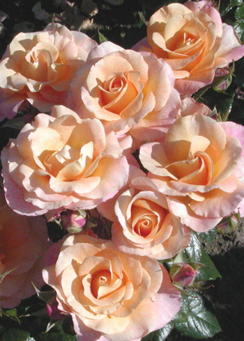 Britannia (Rose)