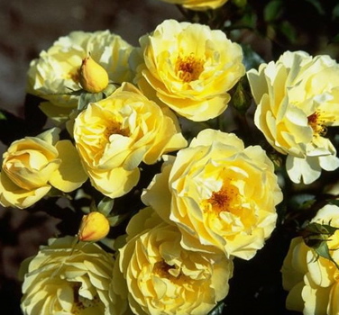 Broadlands (Rose)
