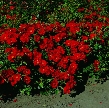 Brooklands (Rose)