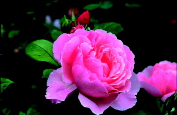 Brother Cadfael (Rose)