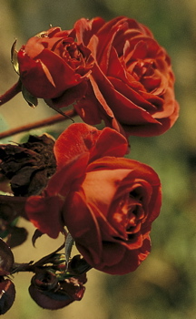 Brown Velvet (Rose)